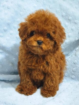 DAHA GÜZEL POODLE VARSA KARŞIMIZA ÇIKSIN