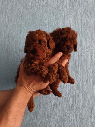 ERKEK TOY POODLE 55 GÜNLÜK