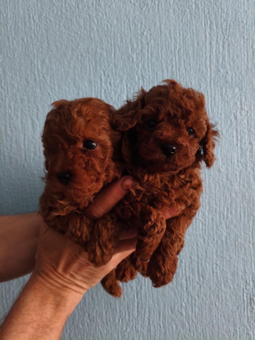 ERKEK TOY POODLE 55 GÜNLÜK