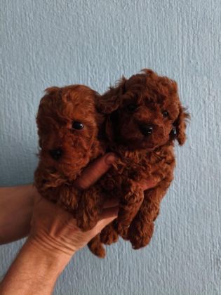 ERKEK TOY POODLE 55 GÜNLÜK