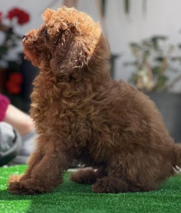 ORJİNAL KORE TOY POODLE YAVRULARIMIZ