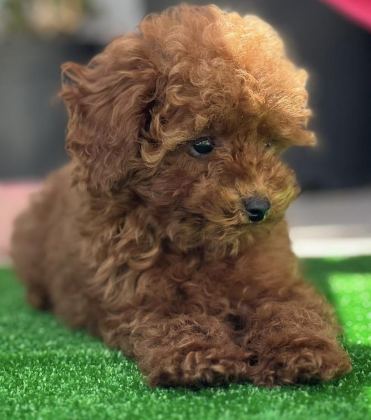 ORJİNAL KORE TOY POODLE YAVRULARIMIZ