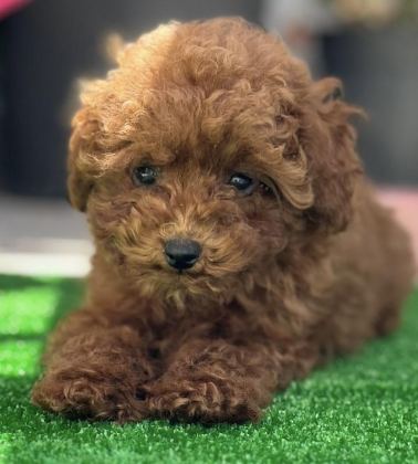 ORJİNAL KORE TOY POODLE YAVRULARIMIZ