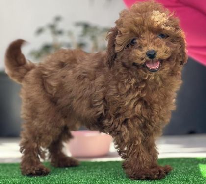 ORJİNAL KORE TOY POODLE YAVRULARIMIZ