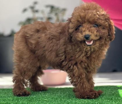 ORJİNAL KORE TOY POODLE YAVRULARIMIZ