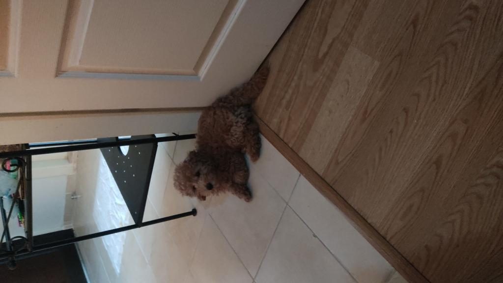 SON ERKEK POODLE YAVRUM