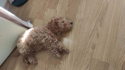 SON ERKEK POODLE YAVRUM