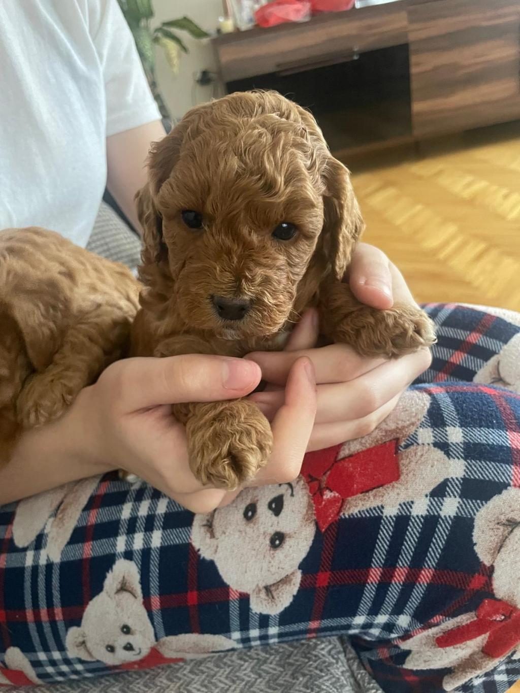 TOY POODLE DİŞİ ANKARA