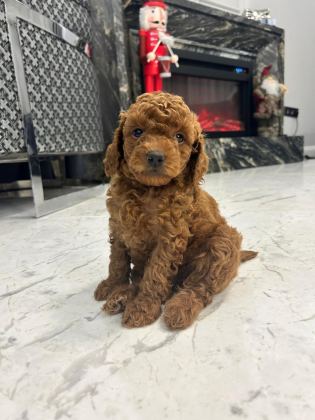 A PLUS POODLE YAVRULAR