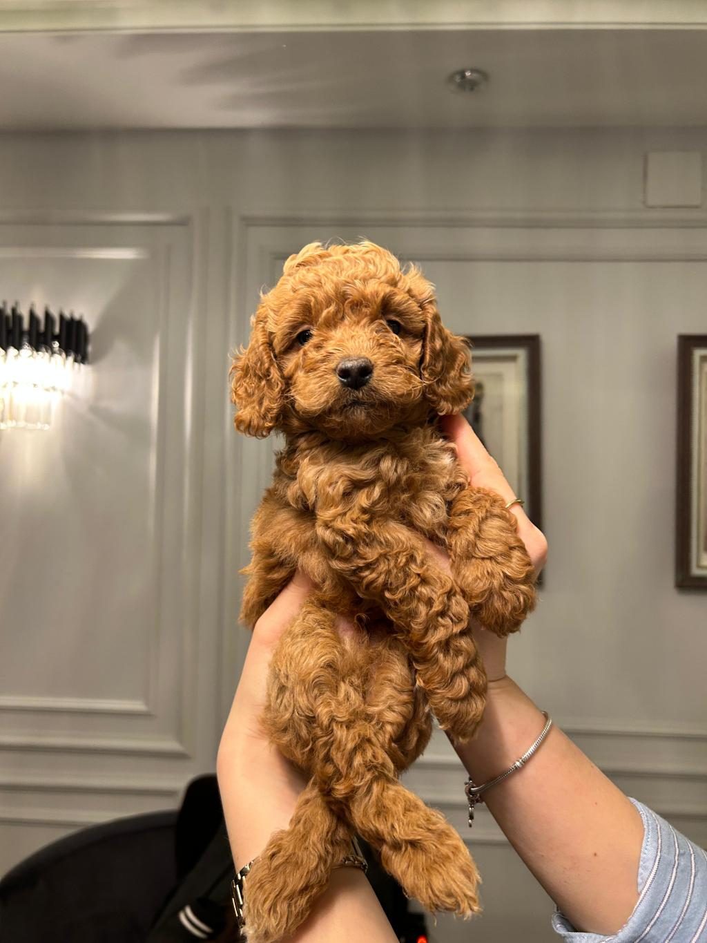 A PLUS POODLE YAVRULAR