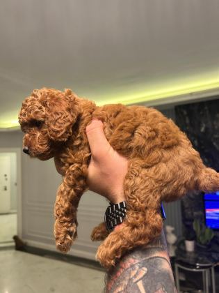 A PLUS POODLE YAVRULAR