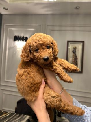 A PLUS POODLE YAVRULAR