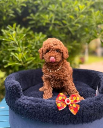 RED BROWN MUHTEŞEM GÜZELLİKTE TOY POODLE YAVRULAR