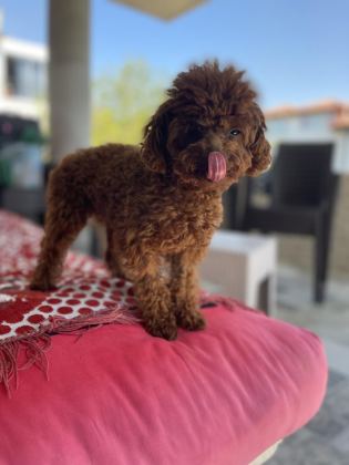 KORE POODLE ERKEK