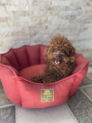 KORE POODLE ERKEK