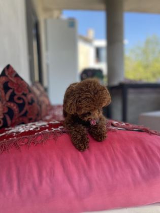 KORE POODLE ERKEK