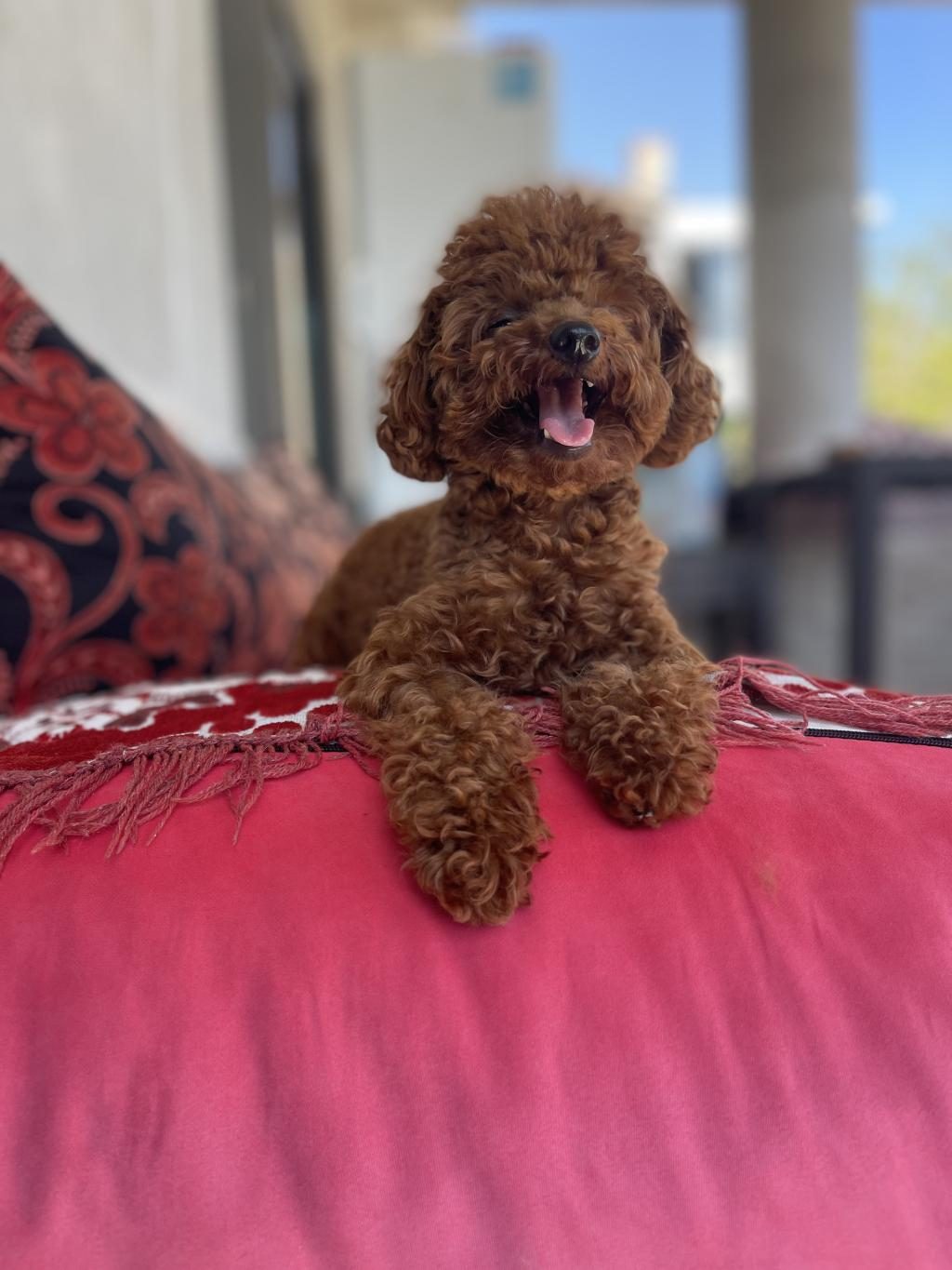 KORE POODLE ERKEK