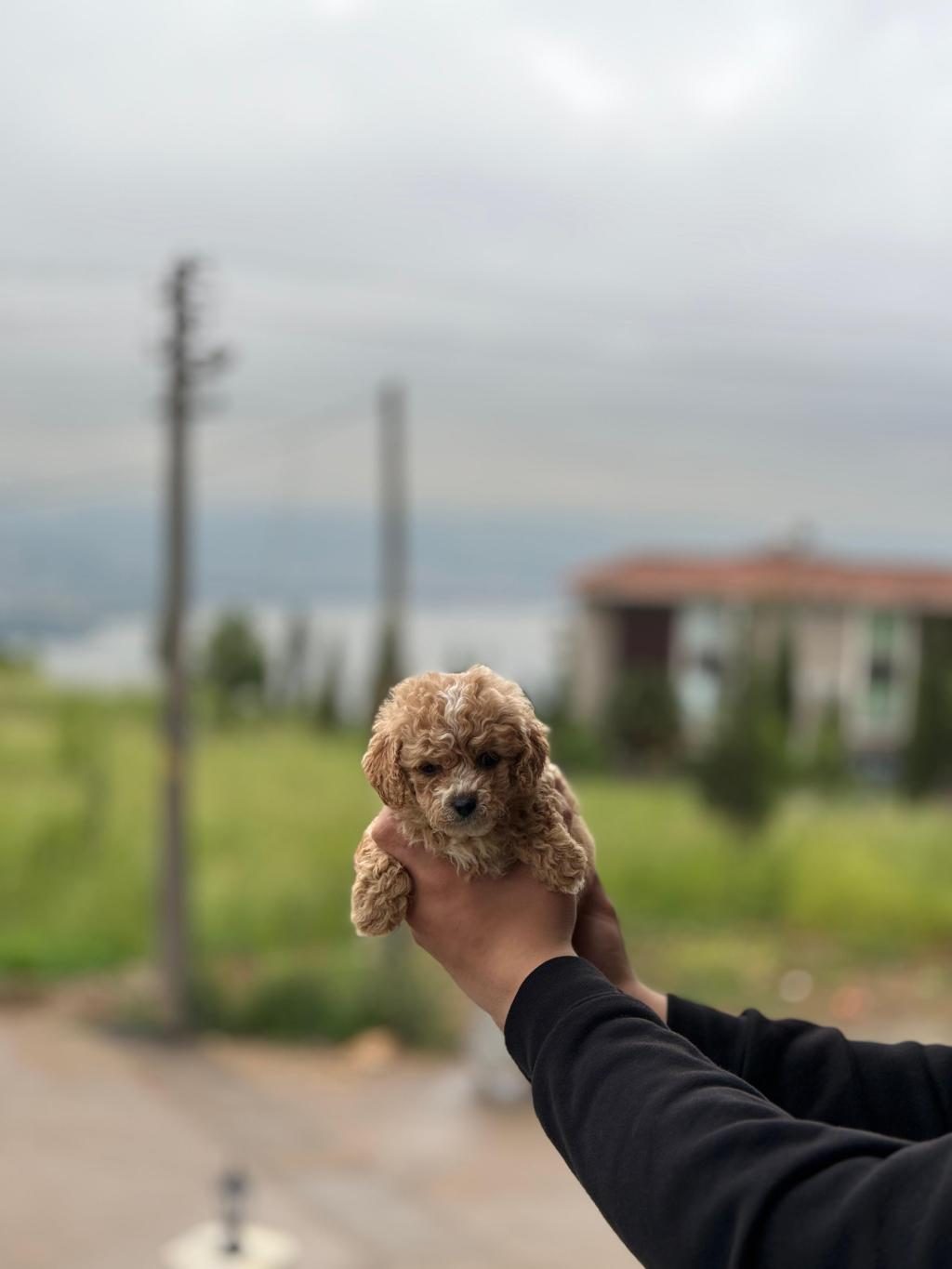 TOY POODLE BEBEKLER