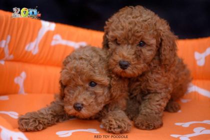 ORJİNAL TOY POODLE