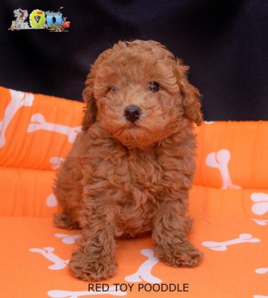 ORJİNAL TOY POODLE