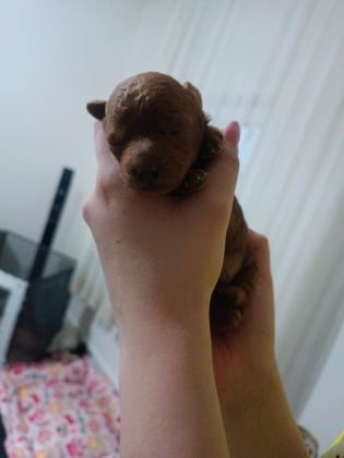 SAHİBİNDEN TOY POODLE KÖPEĞİ