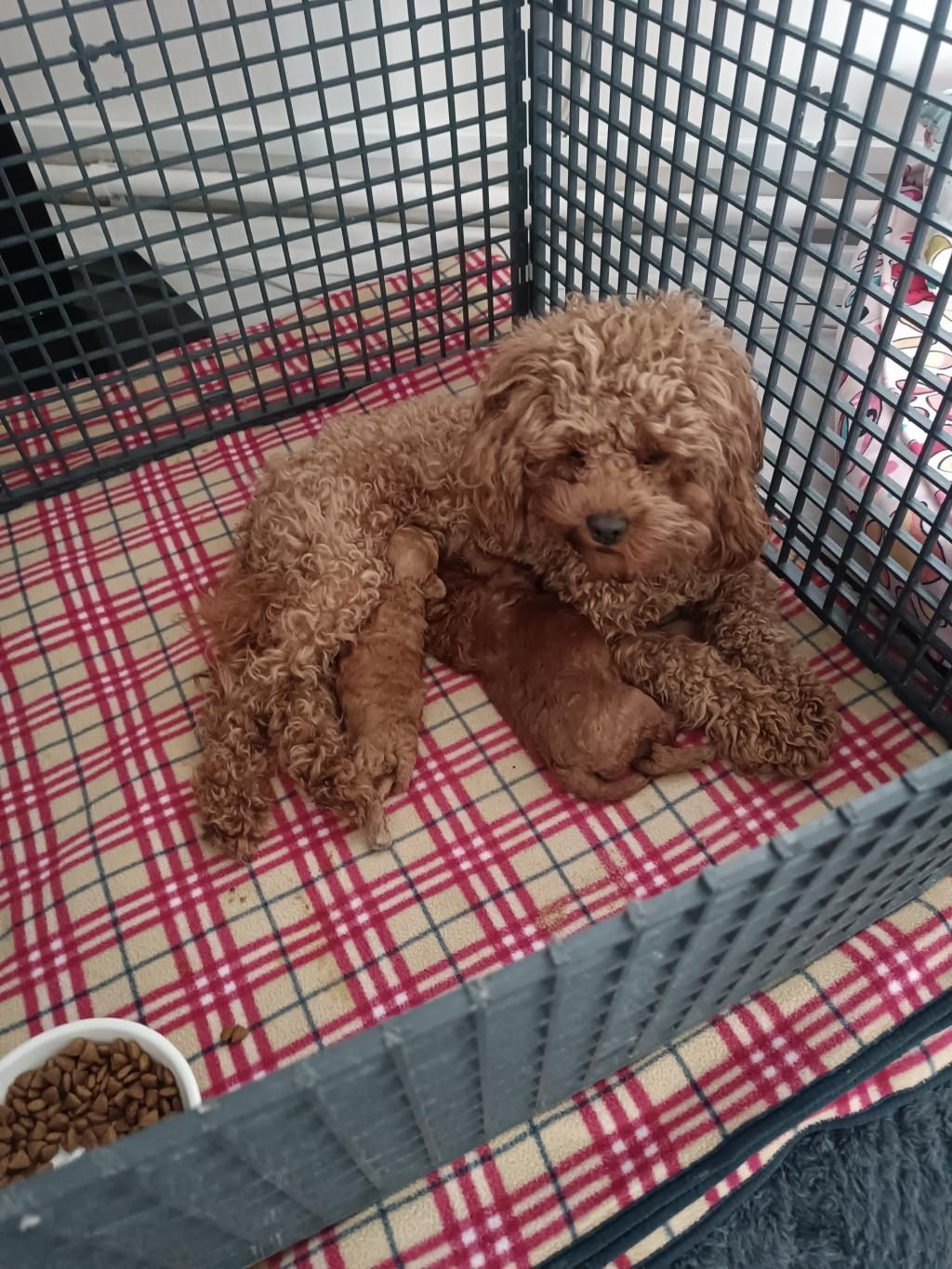SAHİBİNDEN TOY POODLE KÖPEĞİ