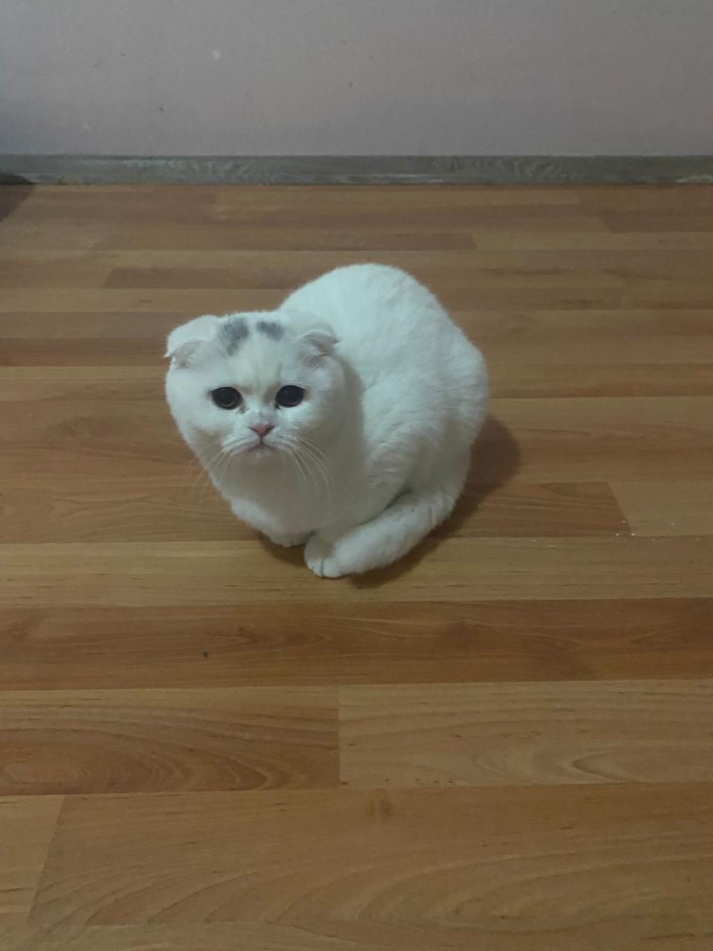 SCOTTİSH FOLD KEDİLERİMİZ