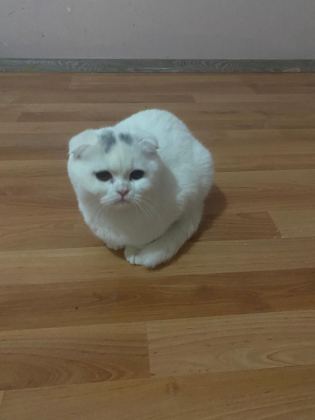 SCOTTİSH FOLD KEDİLERİMİZ
