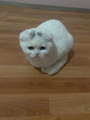 SCOTTİSH FOLD KEDİLERİMİZ