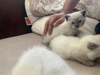YAVRU KEDİLERİMİZ YUVA ARIYOR