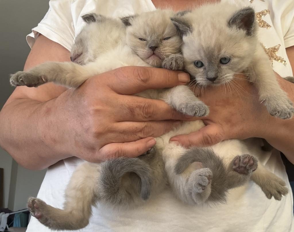 YAVRU KEDİLERİMİZ YUVA ARIYOR