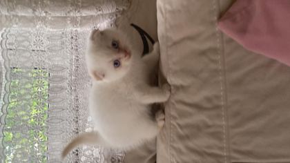 SCOTTİSH FOLD KEDİMİZ