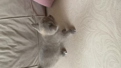 SCOTTİSH FOLD KEDİMİZ