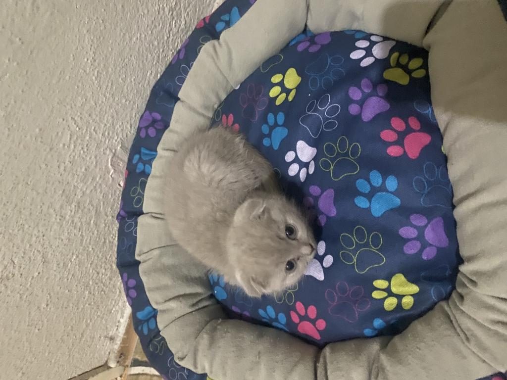 SCOTTİSH FOLD KEDİMİZ