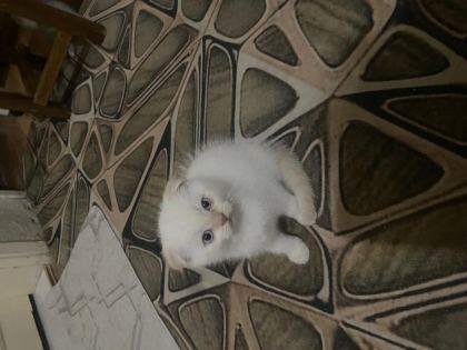 SCOTTİSH FOLD KEDİMİZ
