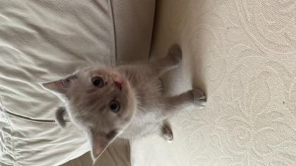 SCOTTİSH FOLD KEDİMİZ