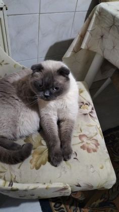 SCOTTİSH BLUEPOİNT 5 YAŞINDA KISIR ERKEK KEDİMİZ