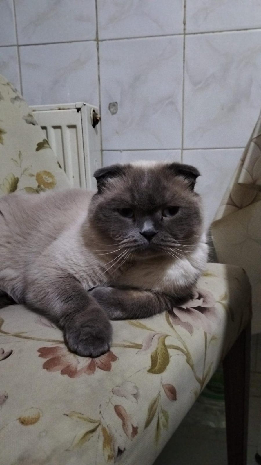 SCOTTİSH BLUEPOİNT 5 YAŞINDA KISIR ERKEK KEDİMİZ