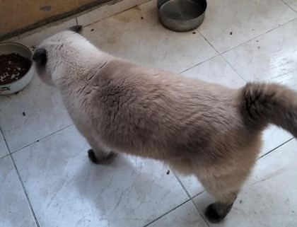 SCOTTİSH BLUEPOİNT 5 YAŞINDA KISIR ERKEK KEDİMİZ