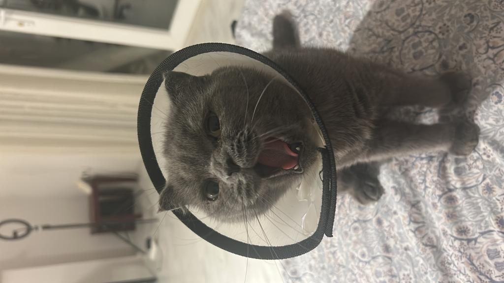 KEDİMİZ LOÇKAYA YUVA ARIYORUZ ÜCRETSİZ SAHİPLENDİRİLECEKTİR