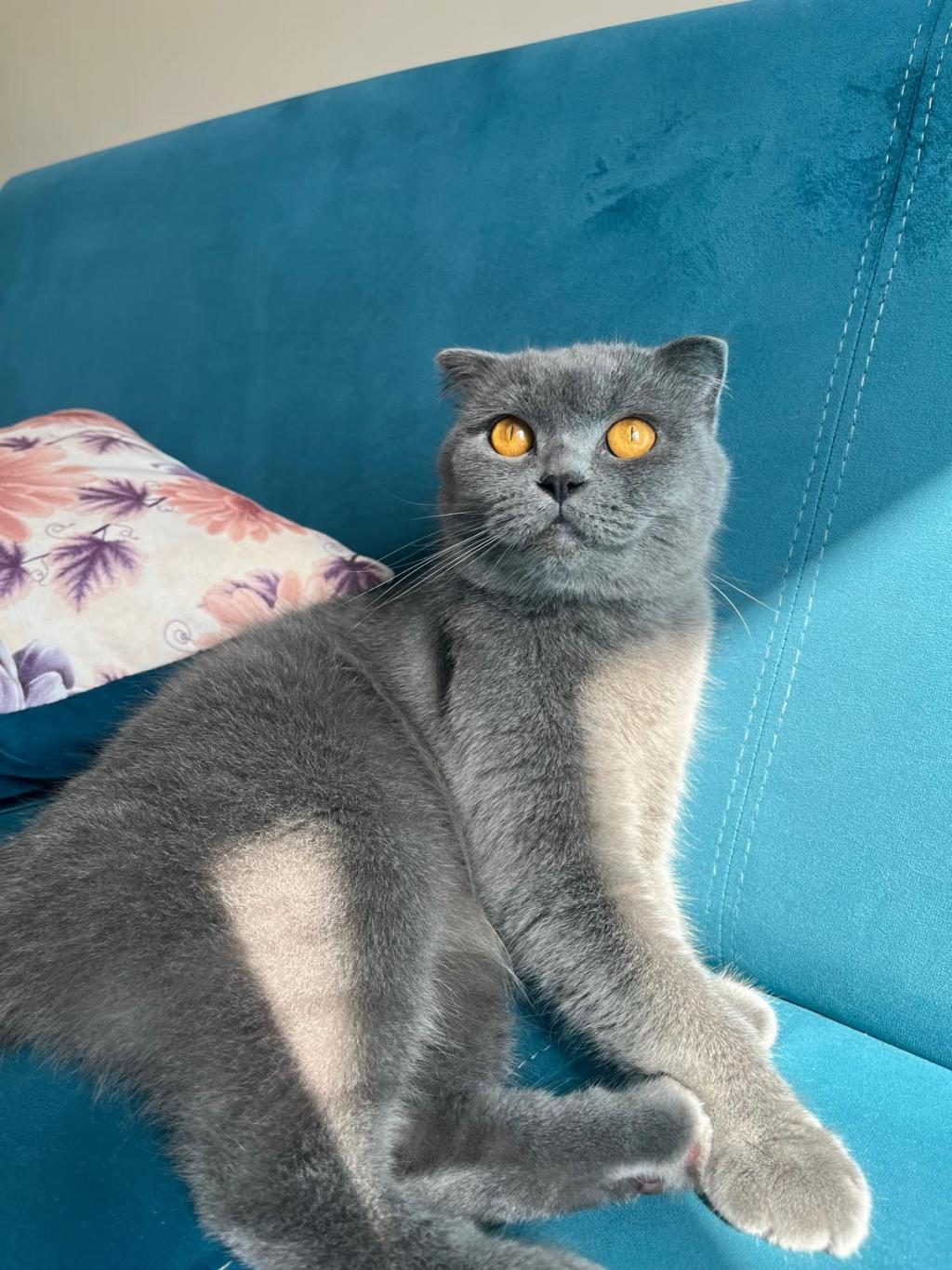 SCOTTİSH FOLD KEDİME ACİL YUVA ARIYORUM