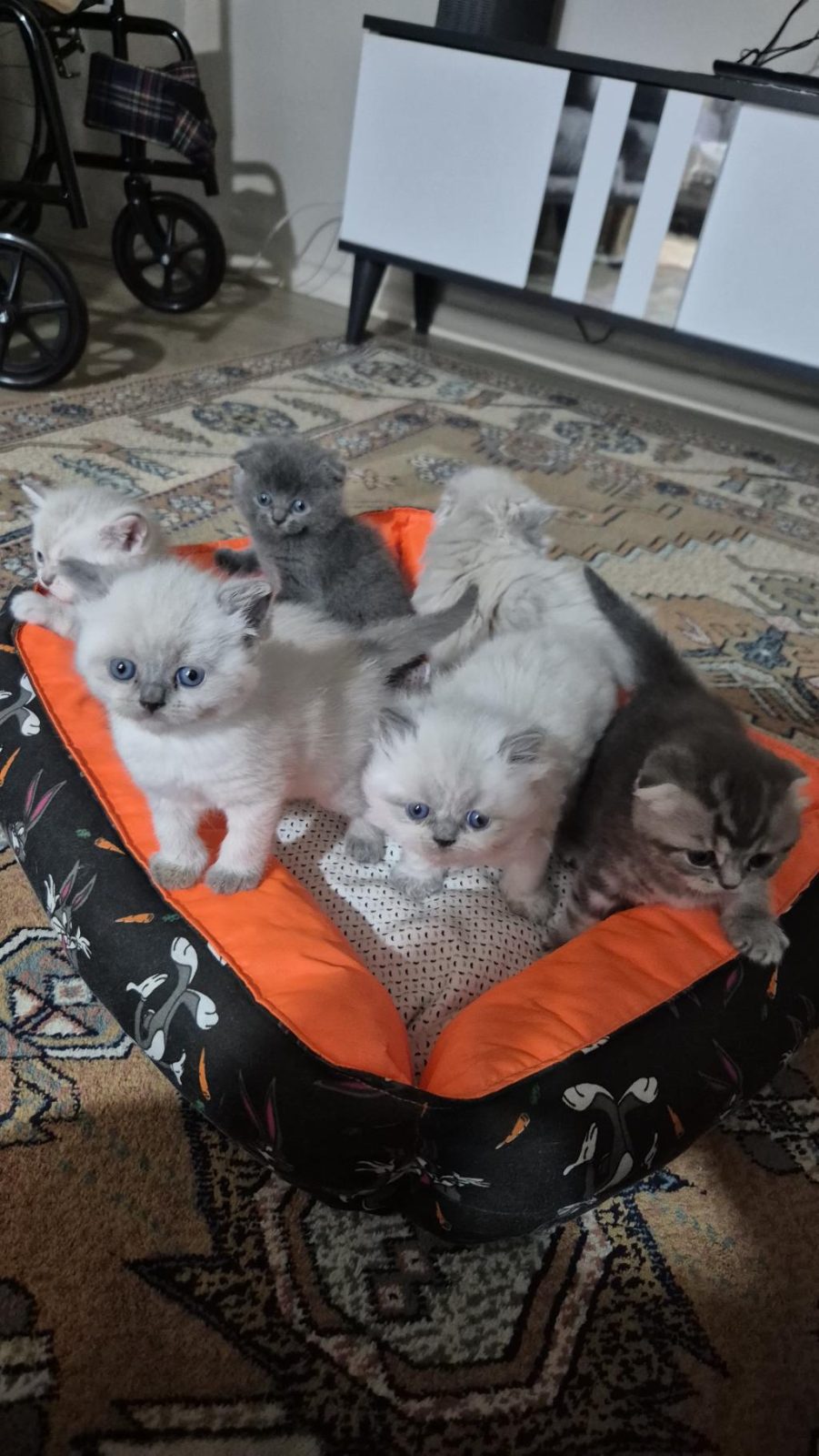 SEVİMLİ YAVRU KEDİLERİMİZ