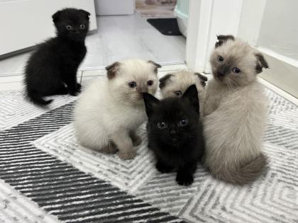 6 ADET YAVRU KEDİMİZ DARICA MERKEZDEYİZ
