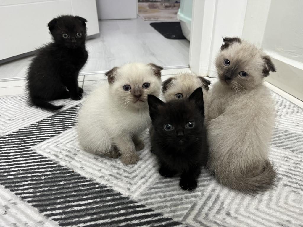 6 ADET YAVRU KEDİMİZ DARICA MERKEZDEYİZ
