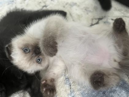 6 ADET YAVRU KEDİMİZ DARICA MERKEZDEYİZ
