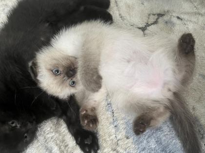 6 ADET YAVRU KEDİMİZ DARICA MERKEZDEYİZ
