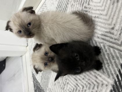 6 ADET YAVRU KEDİMİZ DARICA MERKEZDEYİZ