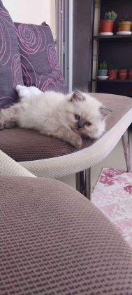 ERKEK DİŞİ MEVCUT ÇOK AA KALİTE KEDİLER DEĞERİNDE VERİLİR