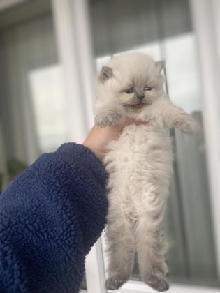 ERKEK DİŞİ MEVCUT ÇOK AA KALİTE KEDİLER DEĞERİNDE VERİLİR