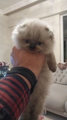 ERKEK DİŞİ MEVCUT ÇOK AA KALİTE KEDİLER DEĞERİNDE VERİLİR